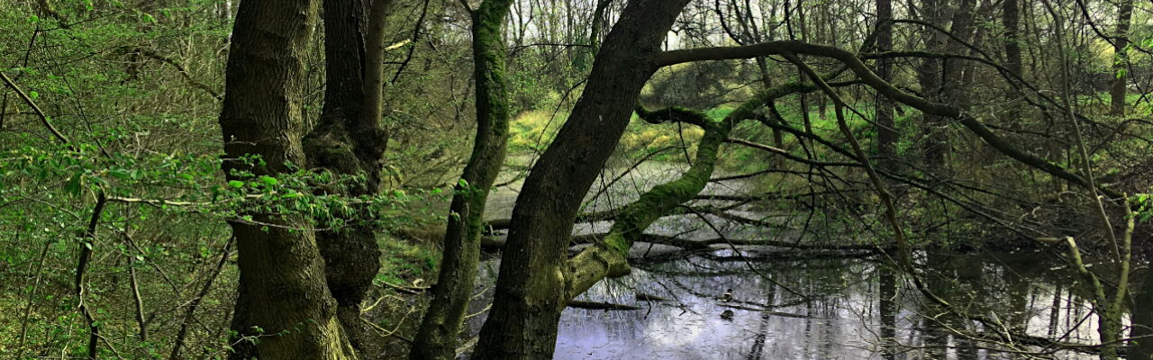 Das Hundewasser im Naturschutzgebiet Burgaue