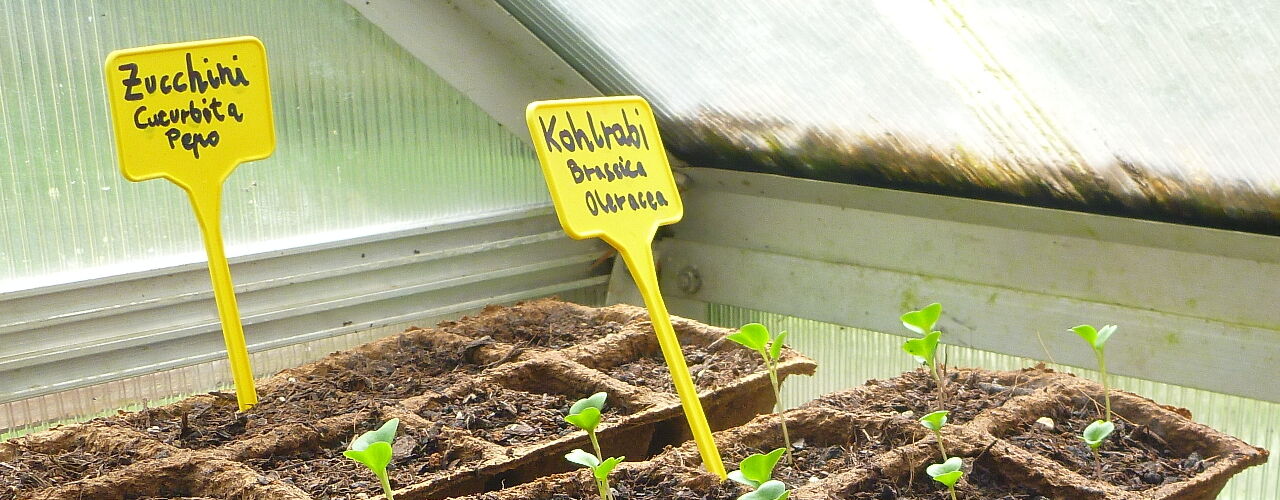 Keimende Saat im Gewächshaus