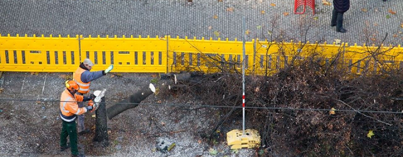 Straßenbäume sorgen für ein angenehmes Klima