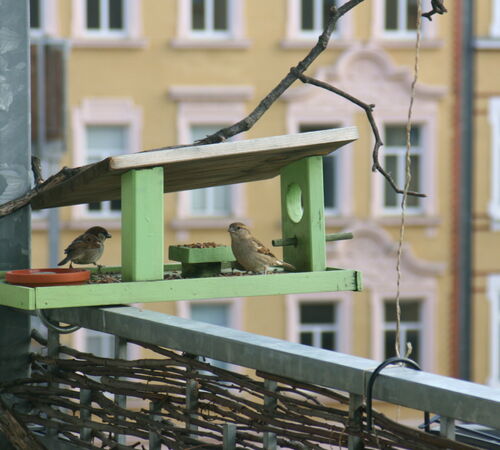 Spatzen an Futterhäuschen auf Balkon