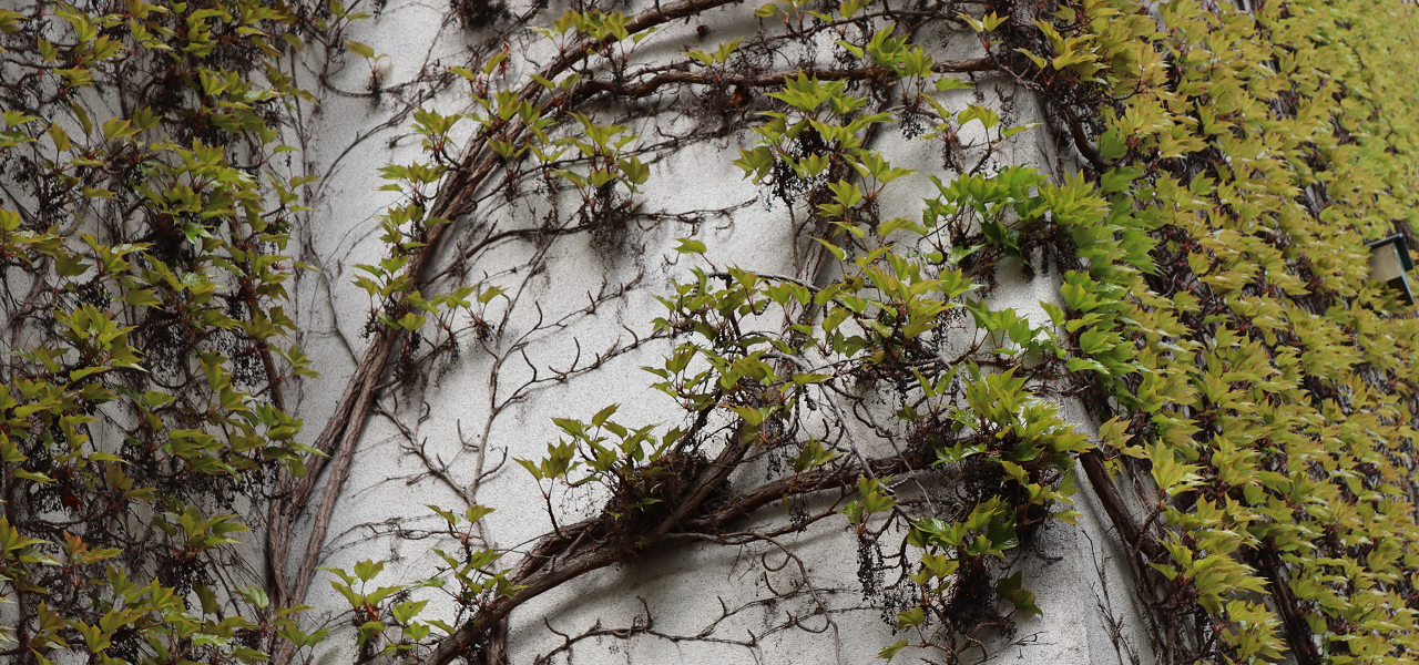 Vogelnest in einer mit Wildem Wein bewachsener Wand