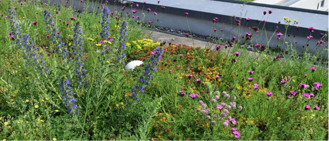 Gründach in Leipzig