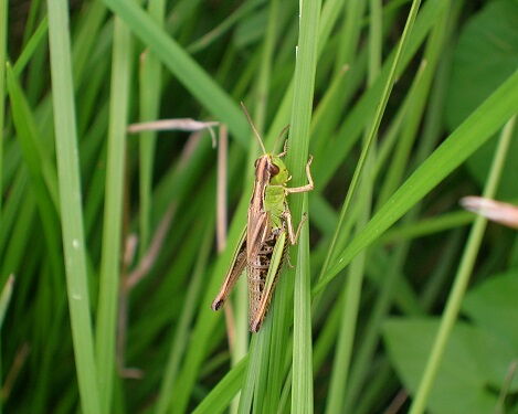 Insektensterben Leipzig