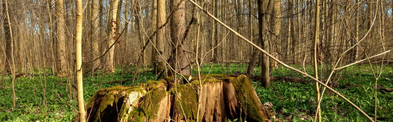 Baumstumpf im Auwald mit Bärlauch