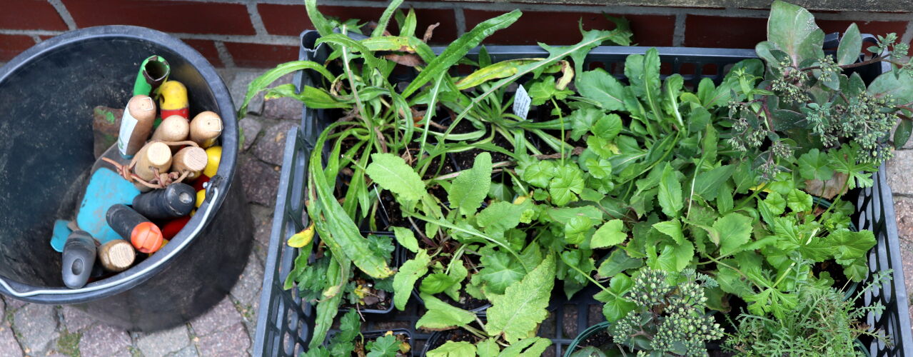 Pflanzkiste mit Wildstauden