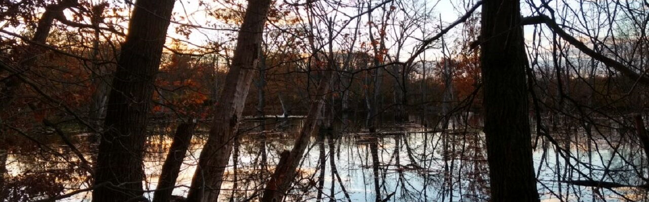 Wasser im Leipziger Auwald