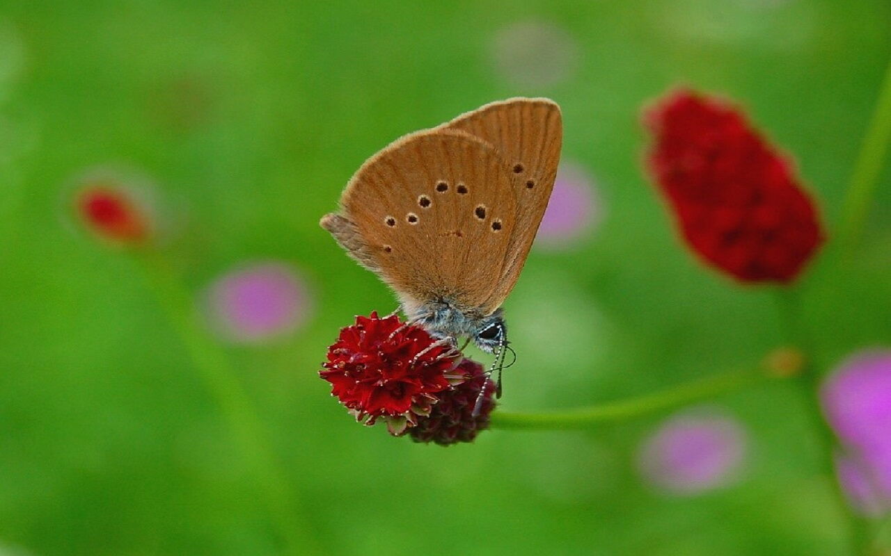 Der Dunkle Wiesenknopf-Ameisenbläuling