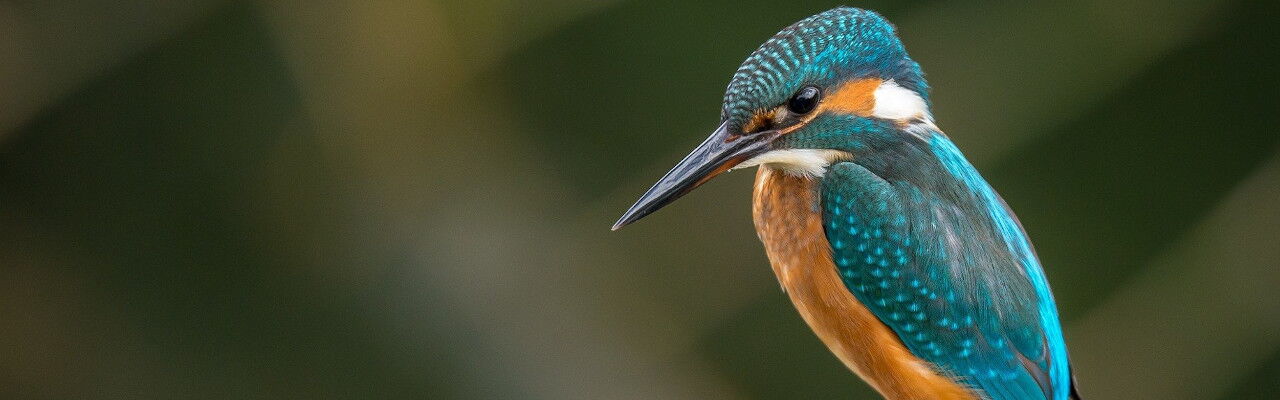 Eisvogel sitzt auf dem Ast