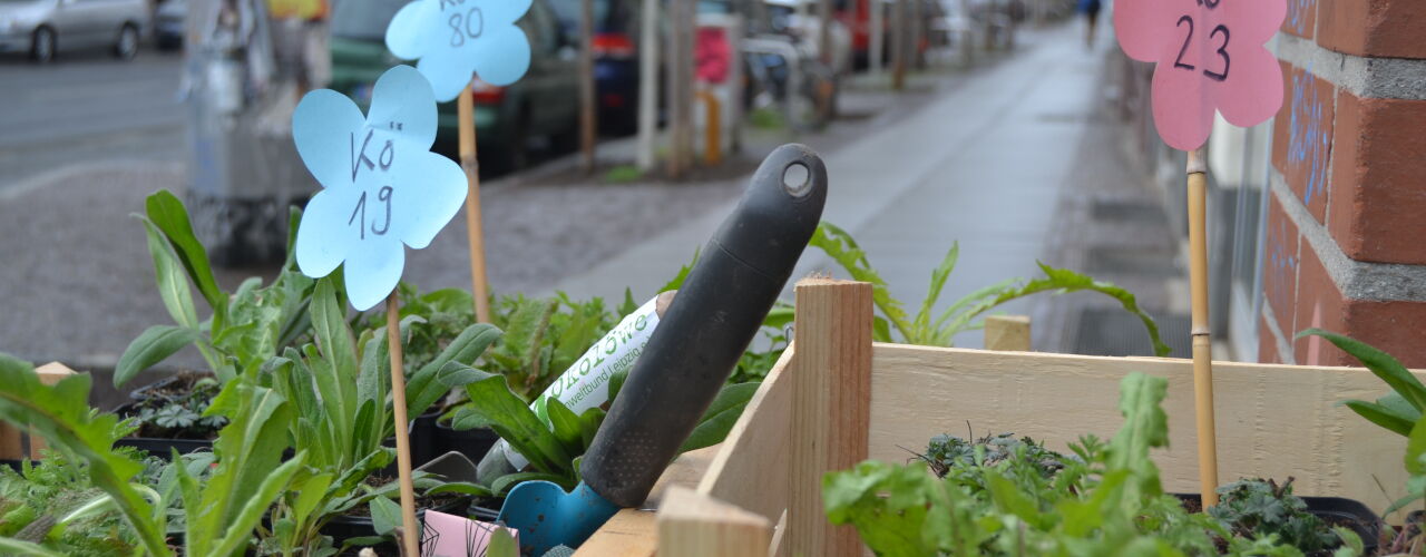Gemeinsame Bepflanzung von Baumscheiben in der Könneritzstraße