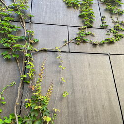 Diese vorgehängte hinterlüftete Fassade hat offenen Fugen und ist daher für Selbstklimmer wie Efeu ungeeignet.