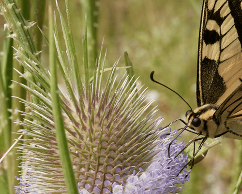 Geißblatt mit Hummel