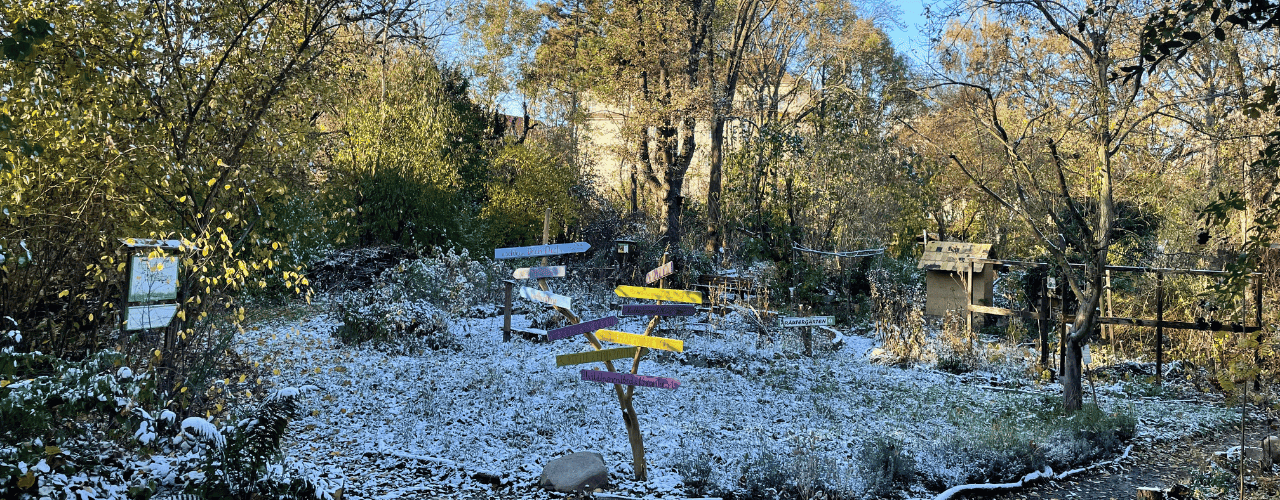 Abgeblühte Pflanzen dürfen im Winter im Stadtgarten stehen bleiben.