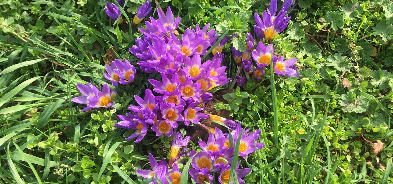 Elfenkrokusse im Leipziger Henriettenpark