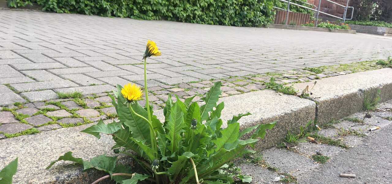 Wild gewachsener, blühender Löwenzahn zwischen Straße und Bordsteinkante