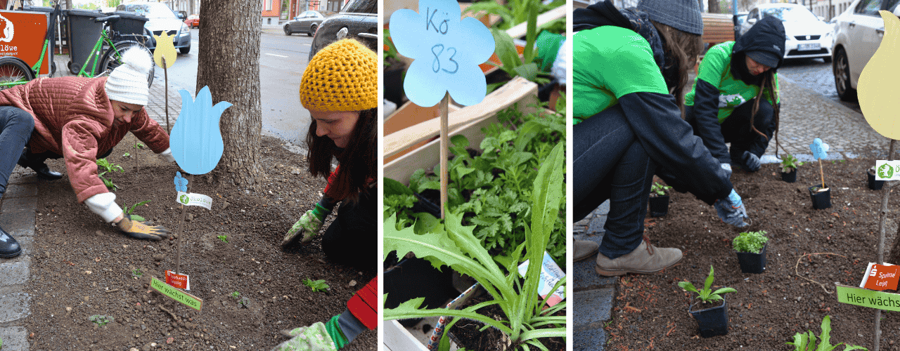 Auf der Leipziger Könneritz-Straße werden Frühblüher gesteckt