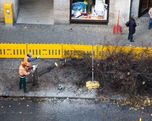 Straßenbaumfällung