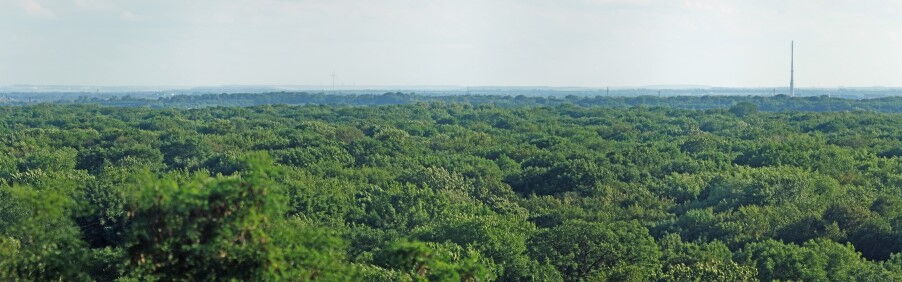Auwald mit der Skyline von Leipzig im Hintergrund (Quelle: Prolineserver, CC-BY-SA-3.0)