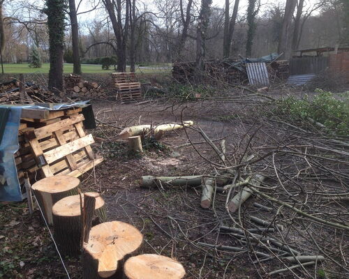 Gerodete Bäume im Kees'schen Park