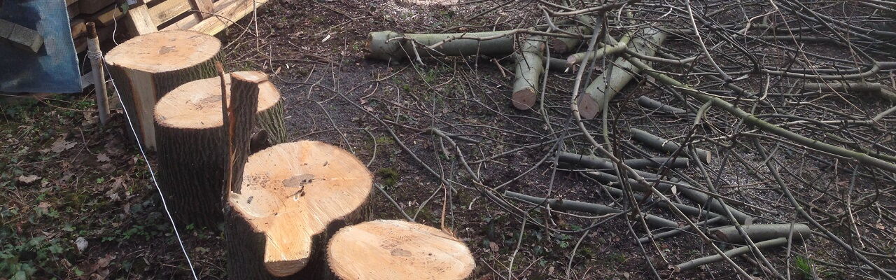 gerodete Fläche im Kees'schen Park