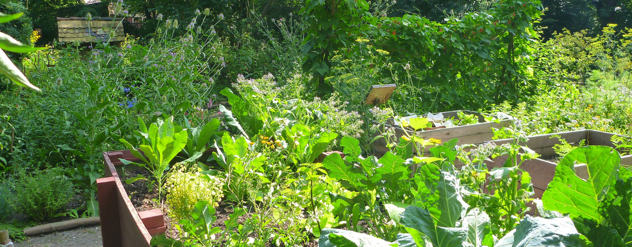 Mischkultur auf dem Gemüsebeet