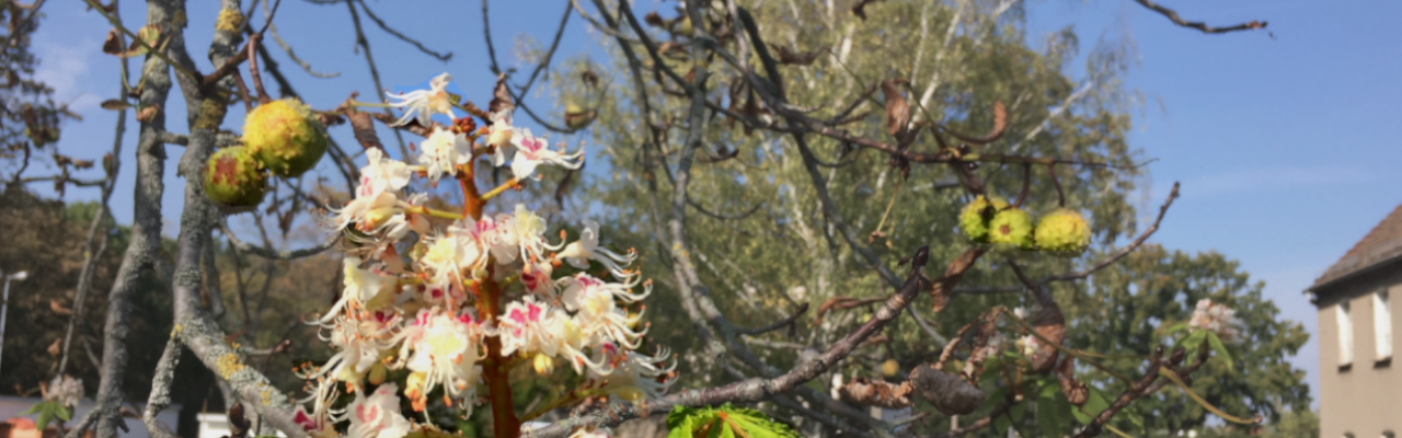 Kastanienblüte im Oktober