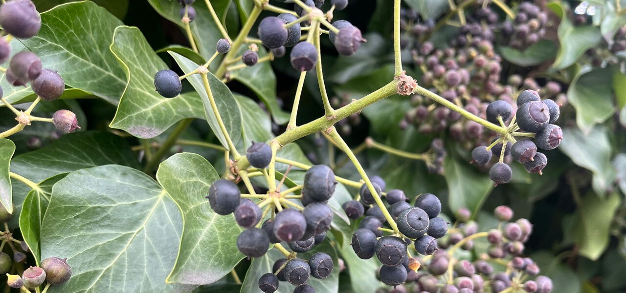 Beeren am Wilden Wein