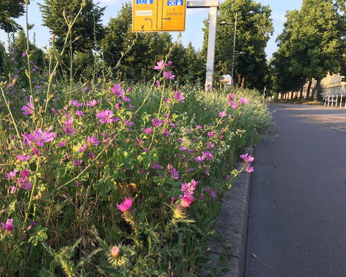 Blühstreifen an der Jahnallee