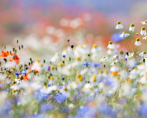 blühende Wildblumen