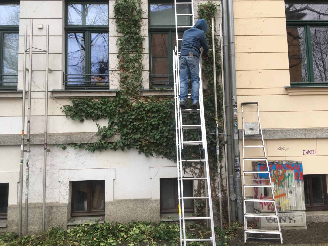 Efeu wird an einer Hausfassade zurück geschnitten, damit er nicht in die Fenster wächst.