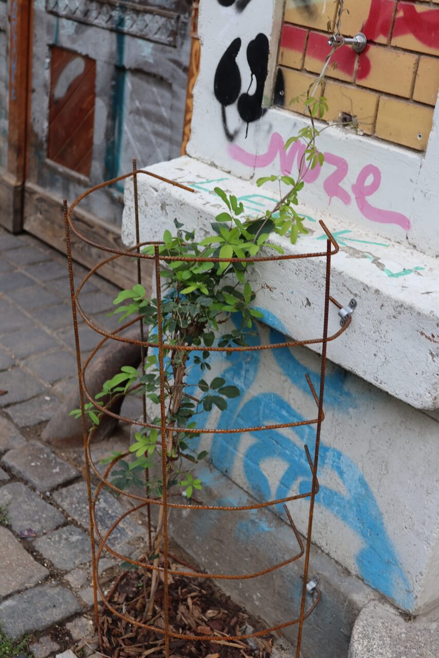 Schutzgitter-an-der-Pflanzgrube