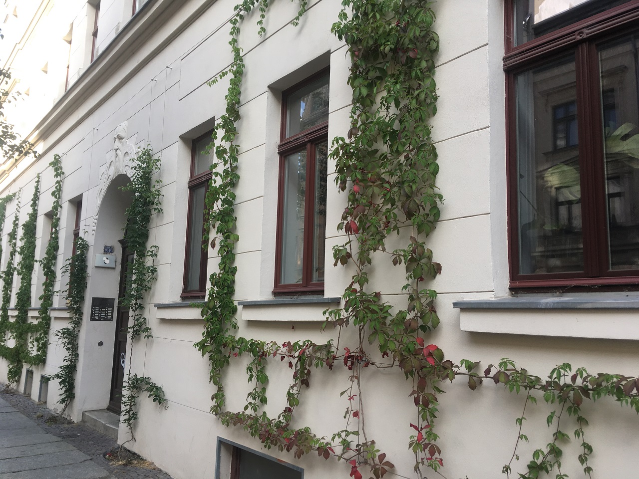 Kein Platz für Schmierereien: Akebie und Jungfernrebe werten die Hausfassade und den öffentlichen Raum auf.