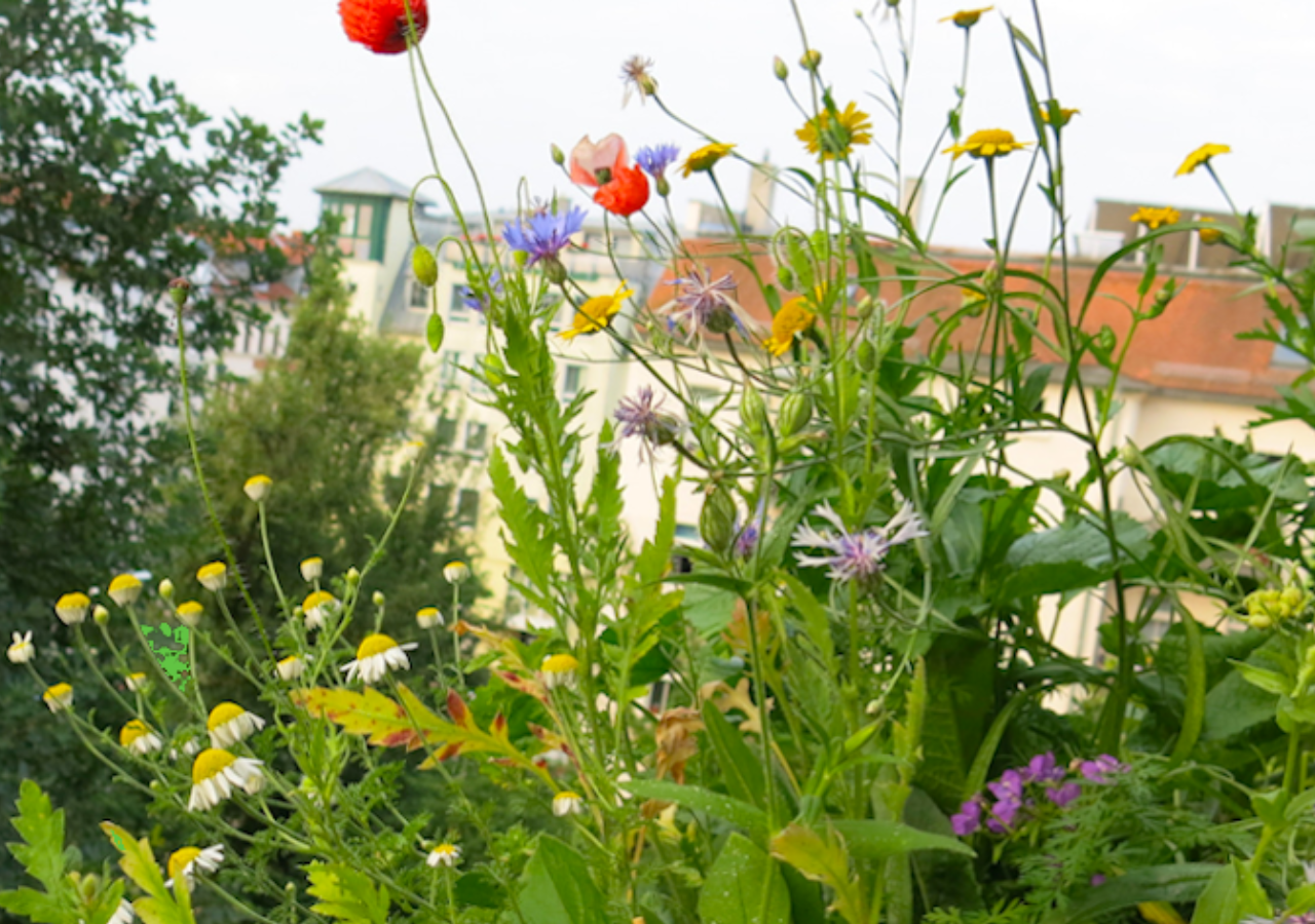 Wiese, Blumen, Insekten