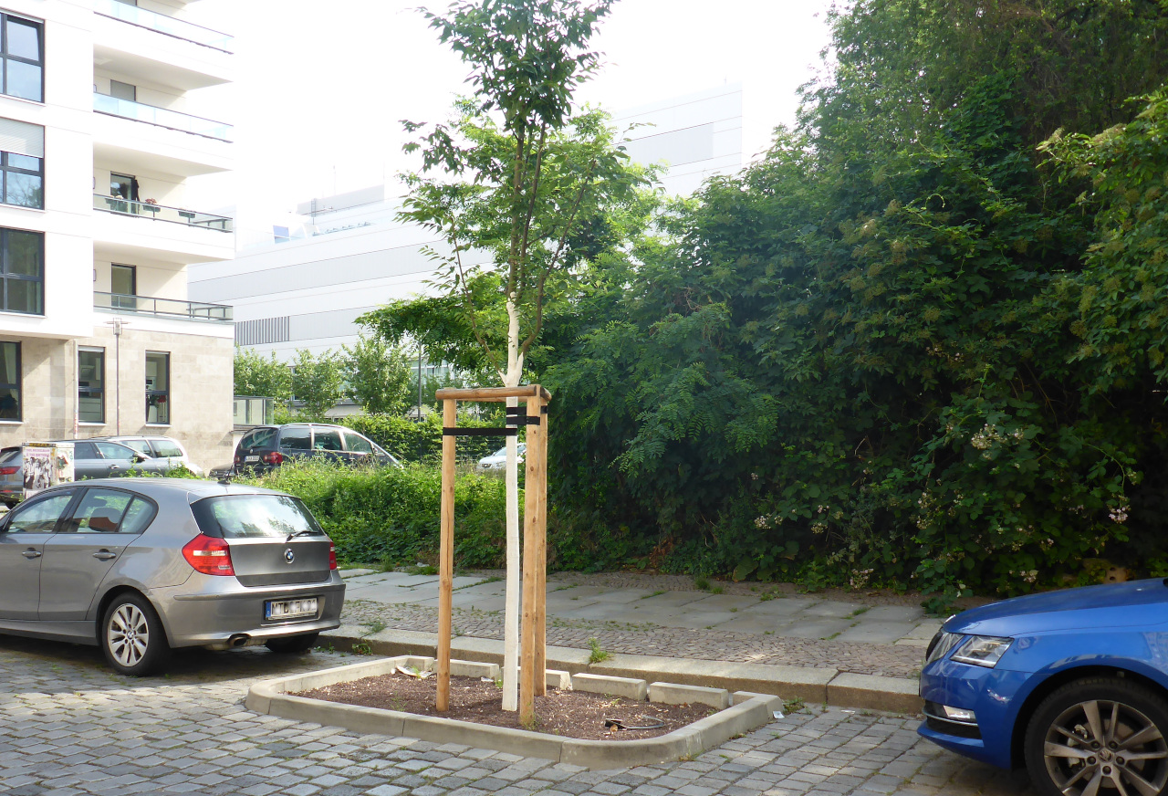 Stadtbaum mit Anpflanzhilfe