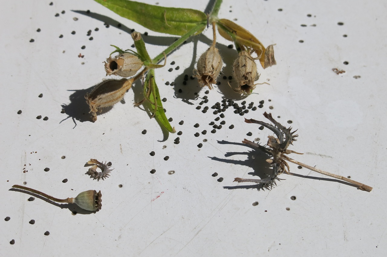 Samenernte im Stadtgarten Connewitz