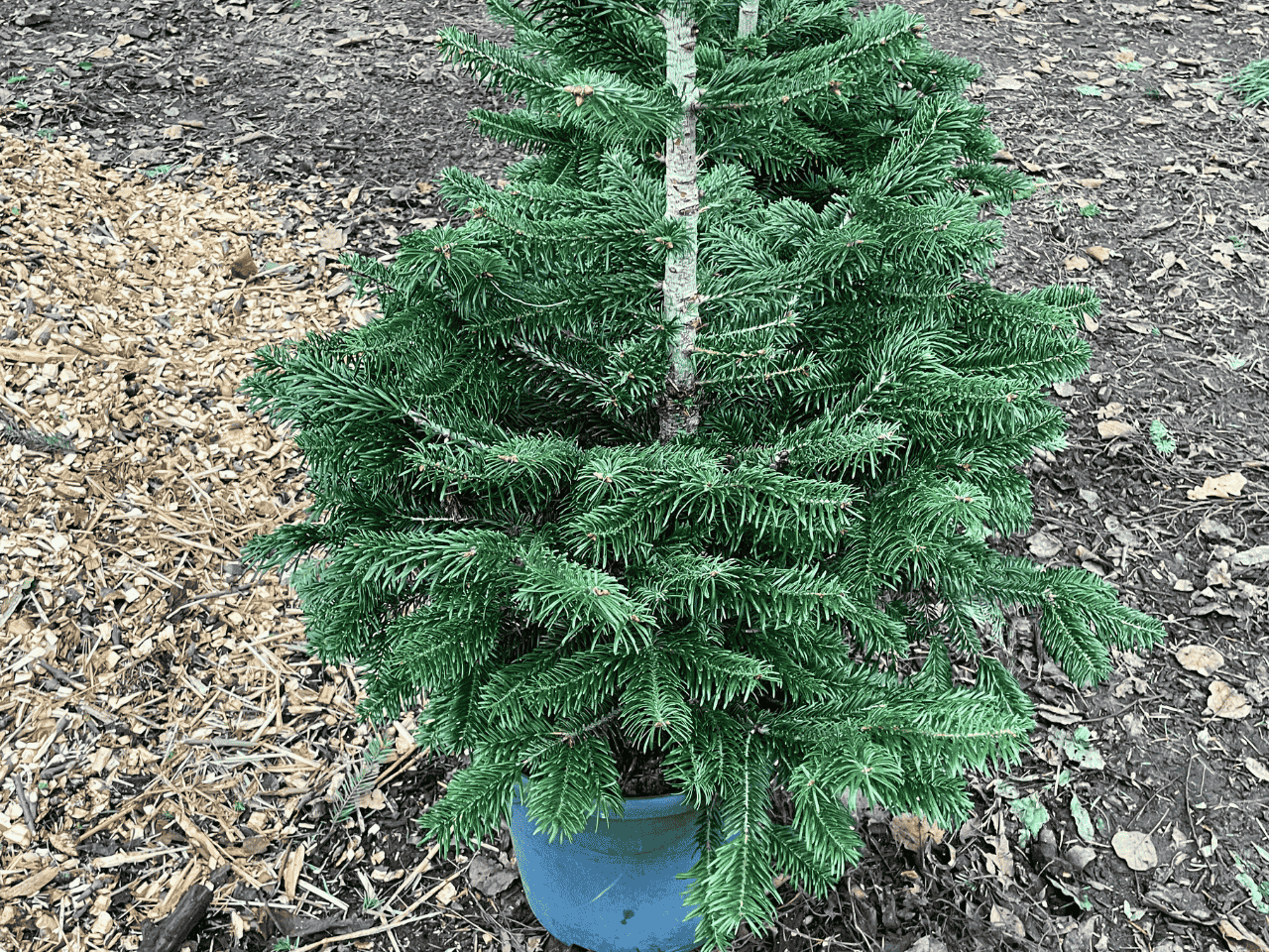 Weihnachtsbaum im Topf