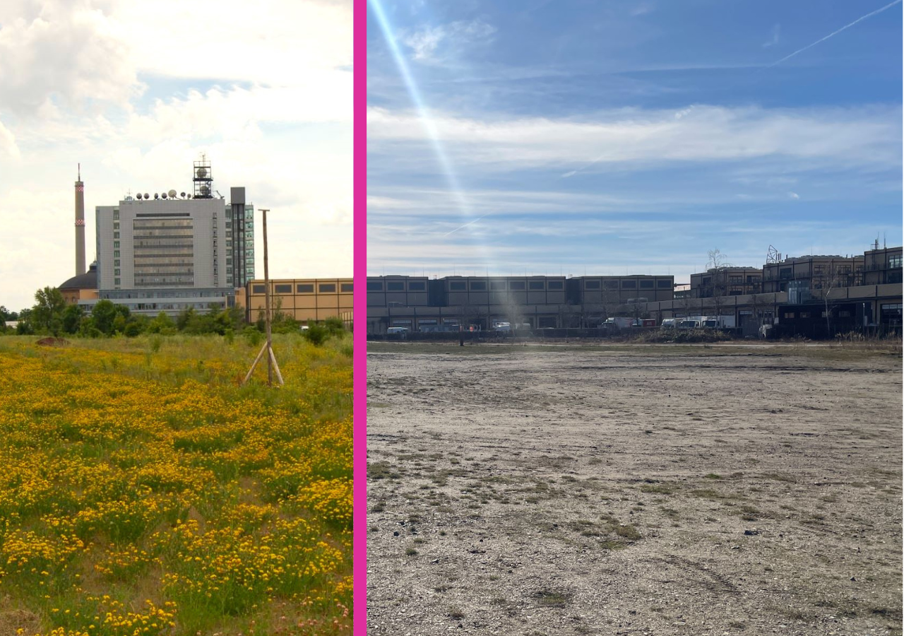 Brachfläche südlich der Kurt-Eisner-Straße vorher nachher (2014 und 2025)