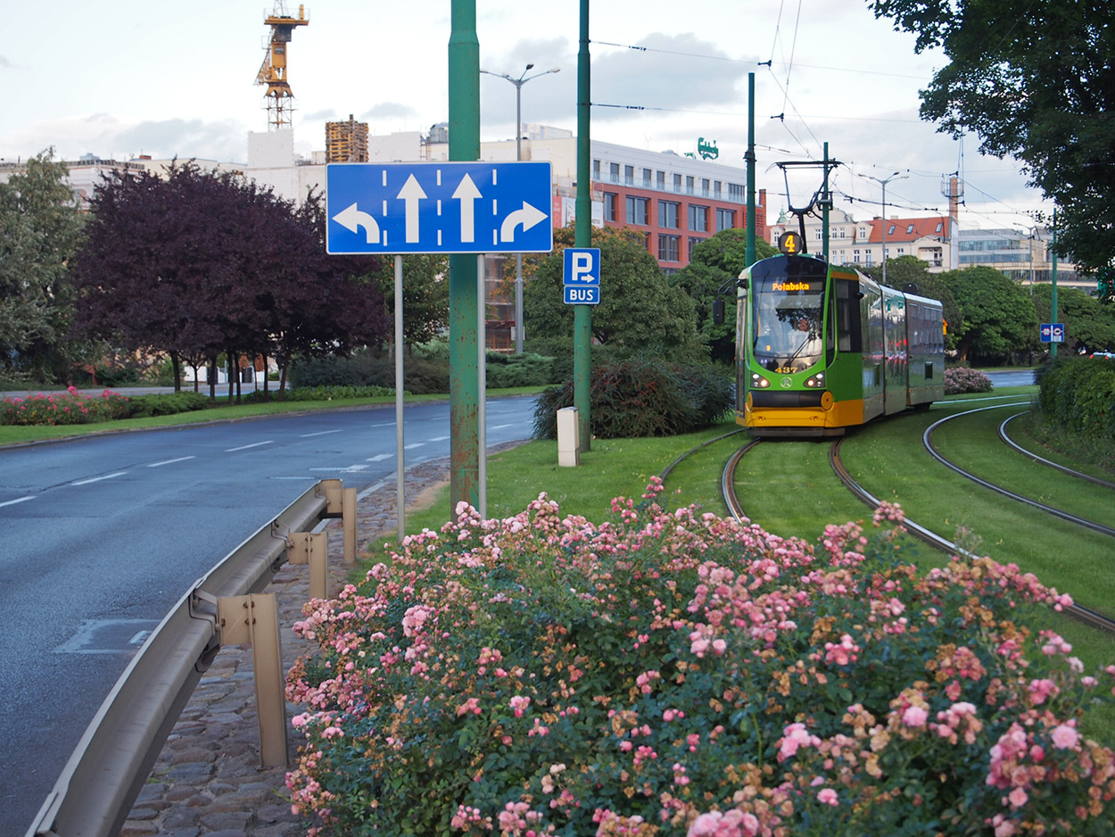 Straßenbahn fährt auf einem begrünten Rasengleis durch eine Stadtlandschaft in Posen (Poznań); im Vordergrund blühende Rosen, daneben Straßenverkehr und Wegweiser.