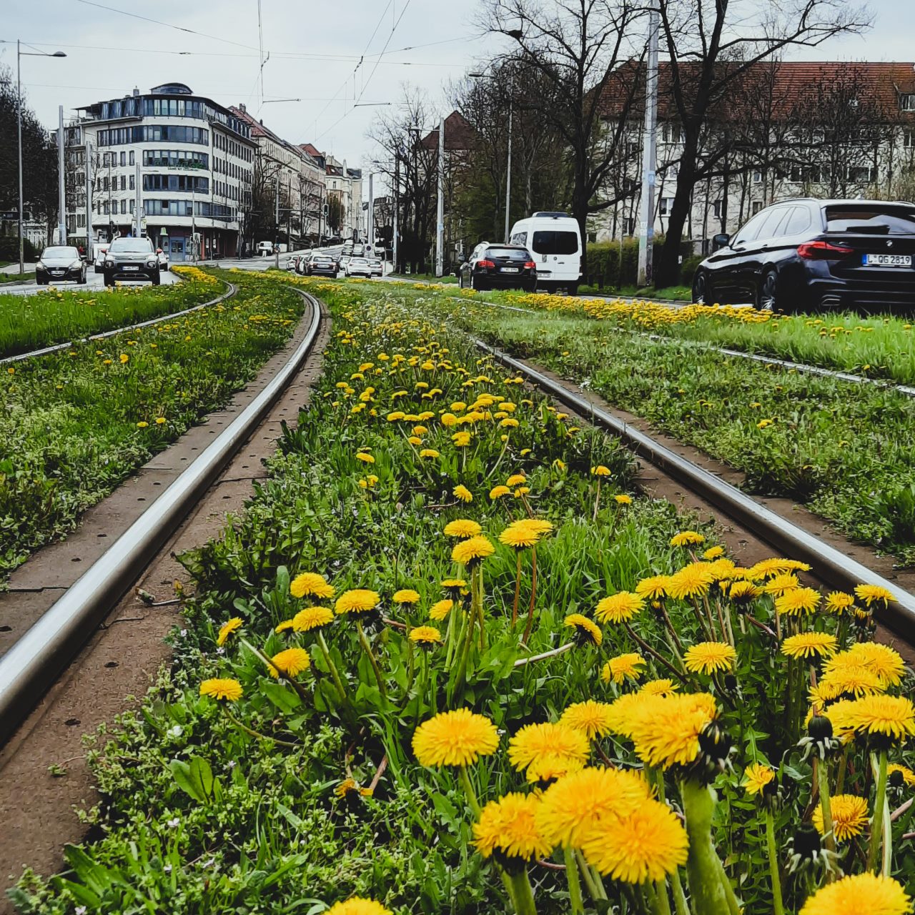 Auf einem Rasnegleis blüht gelber Löwenzahn. Links und Rechts davon fahren Autos. Im Hintergrund stehen Häuser