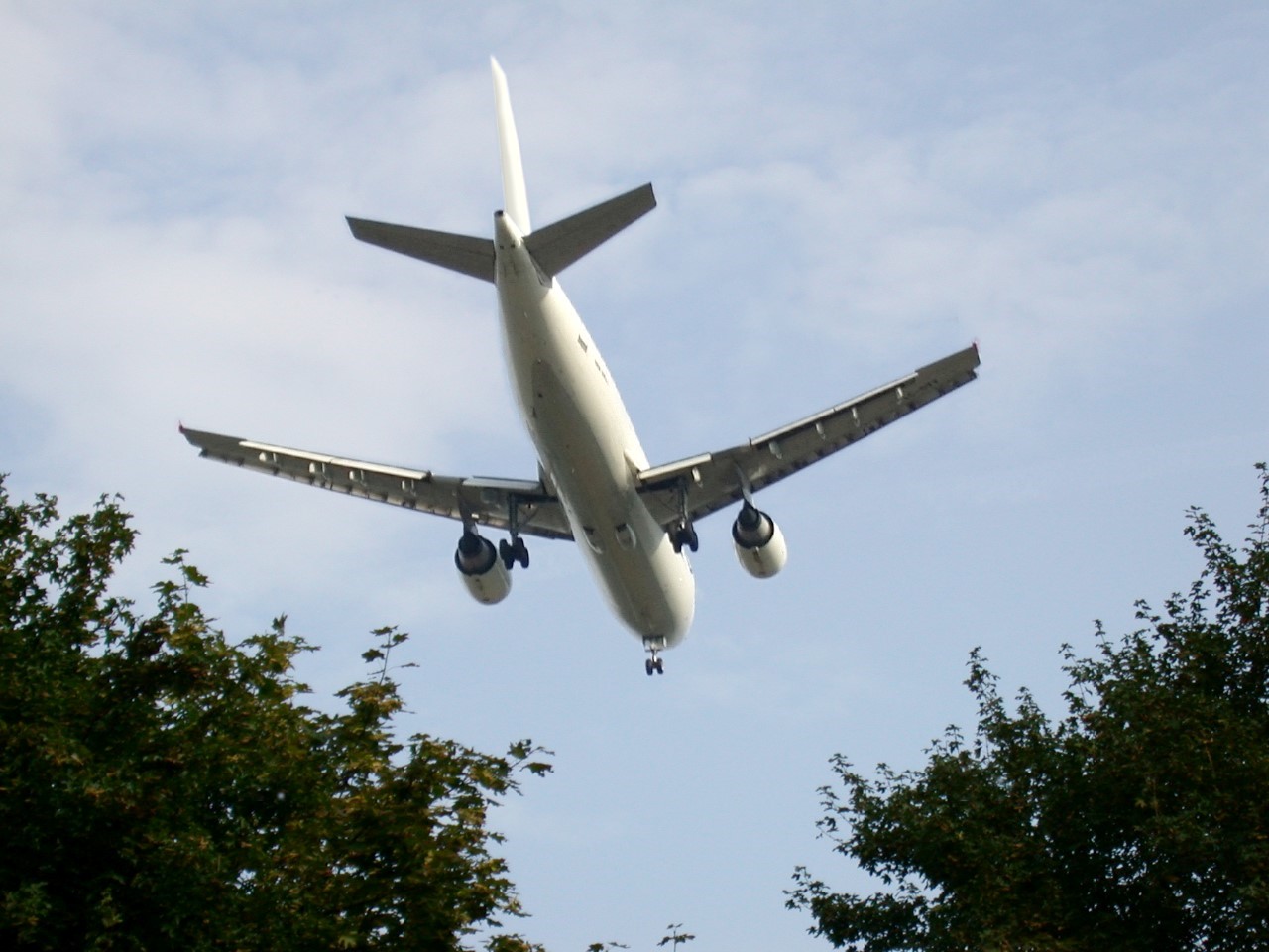 Flugzeug über Baumwipfeln