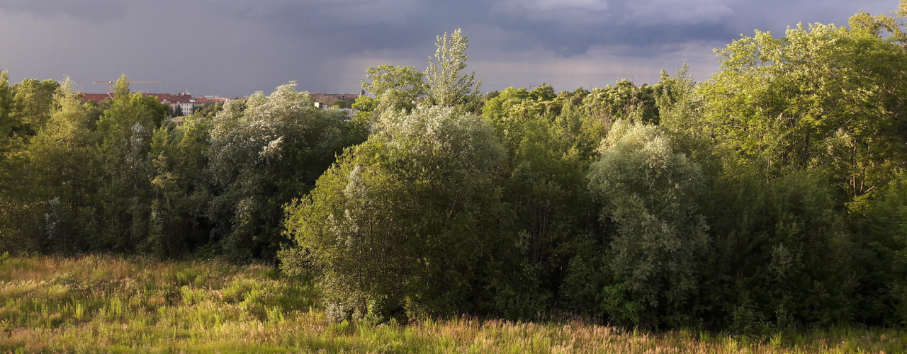 Stötteritz: Biotop in Gefahr