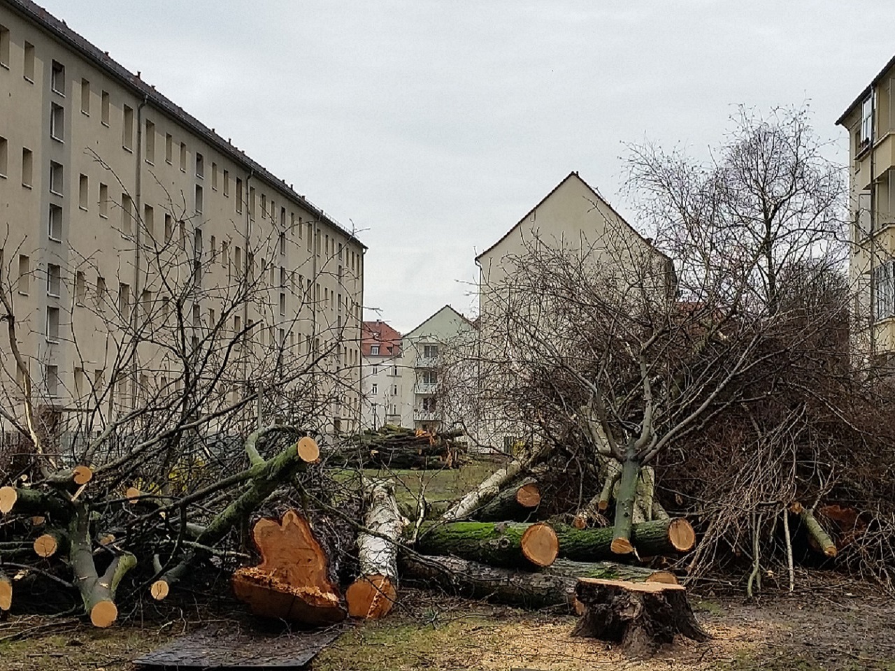 Bild von gerodeter Fläche in der Bernhard-Göring-Straße