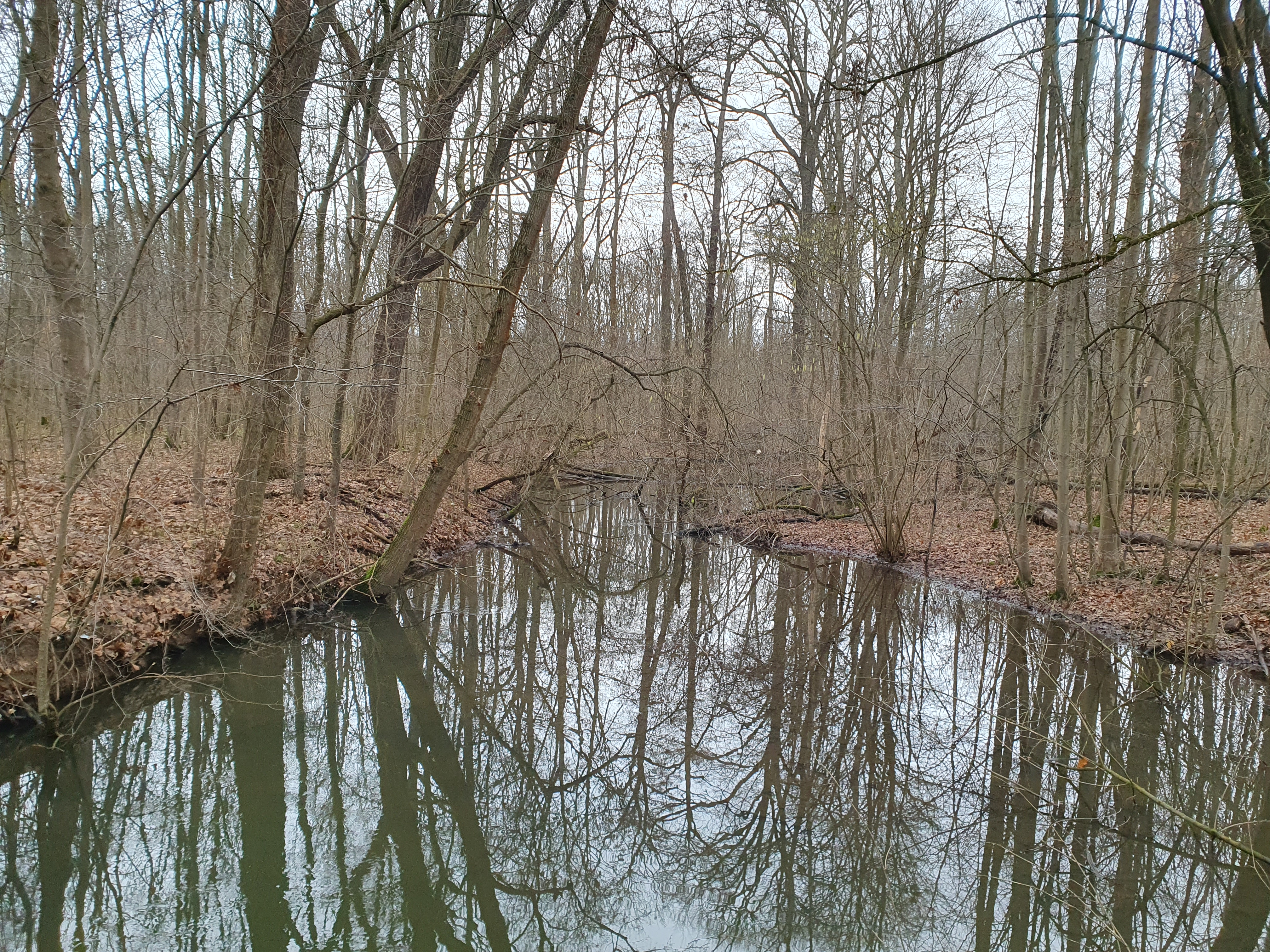 Ein intakter Auwald ist der beste Hochwasserschutz für die Region.