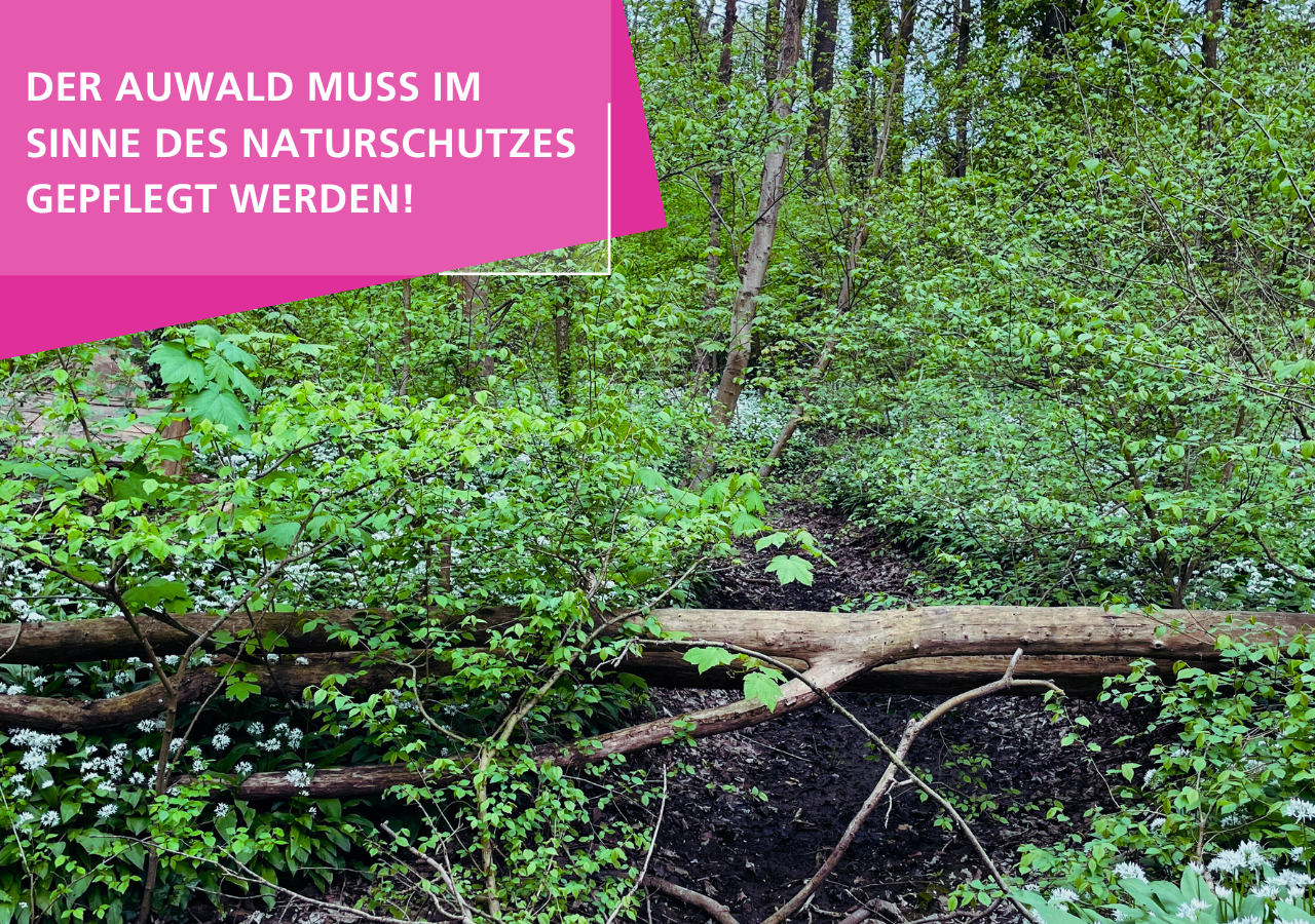 Der Auwald Leipzig muss im Sinne des Naturschutzes gepflegt und geschützt werden