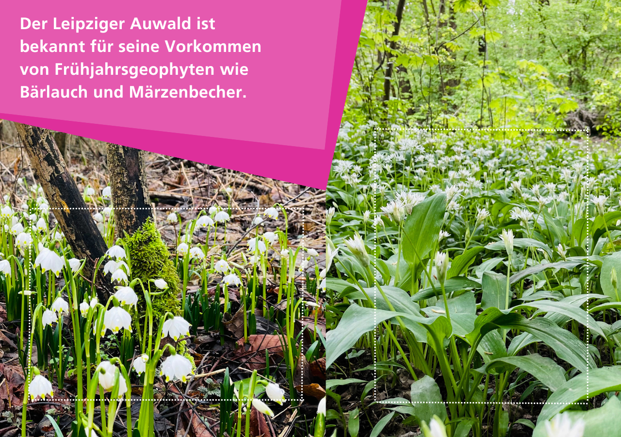 Der Leipziger Auwald ist bekannt für seine Vorkommen von Frühjahrsgeophyten wie Bärlauch und Märzenbecher.