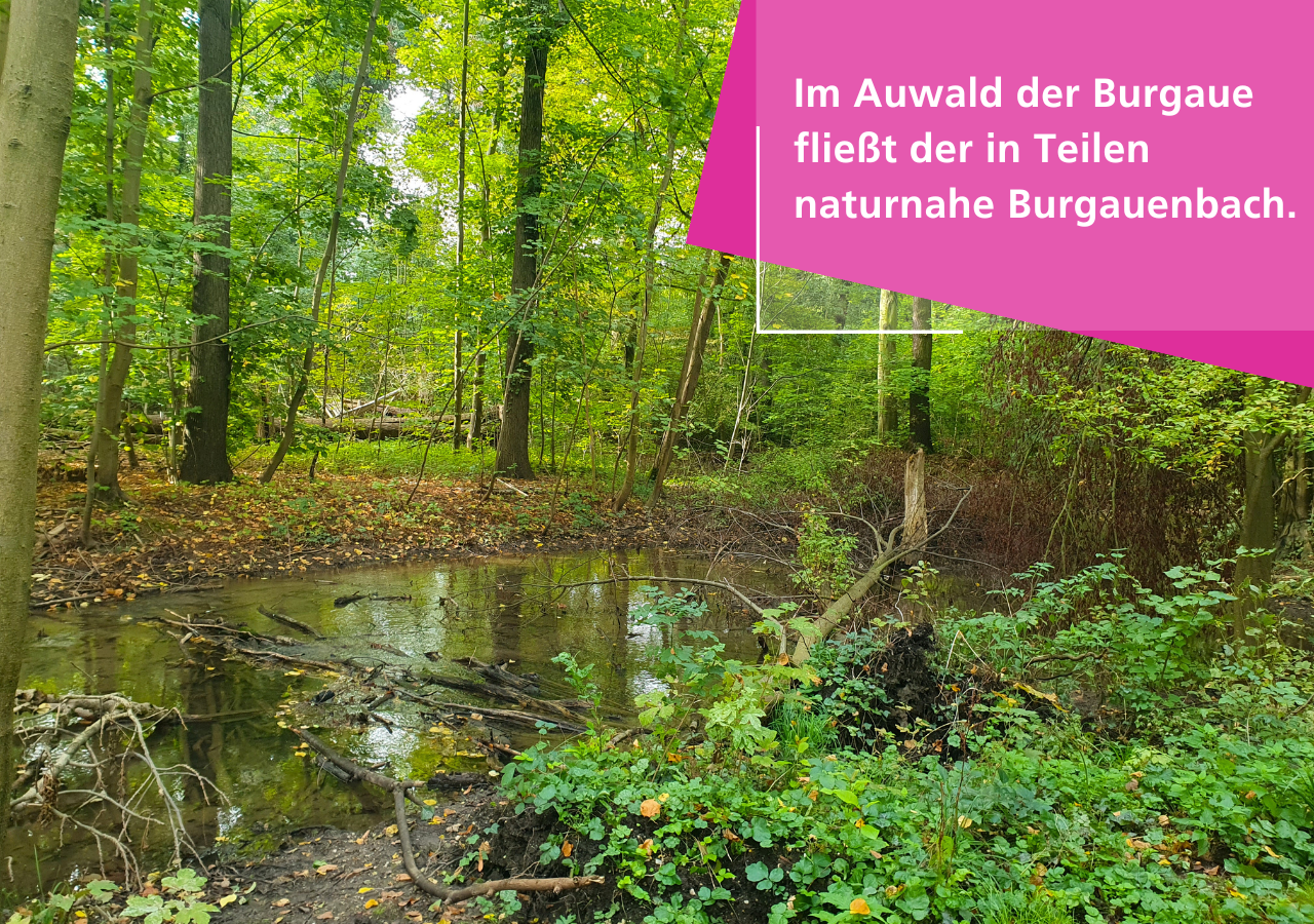 Im Auwald der Burgaue fließt der in Teilen naturnahe Burgauenbach.