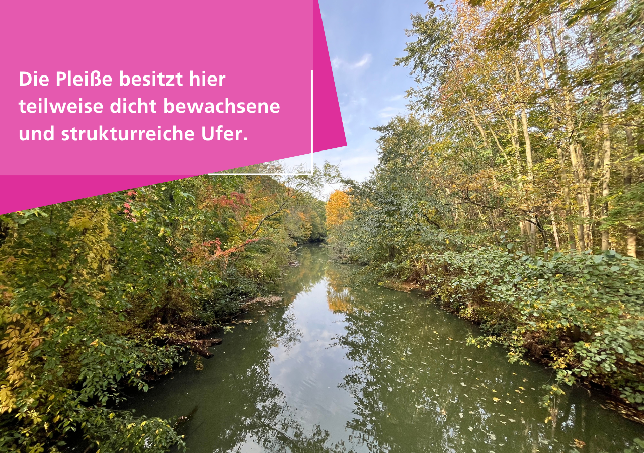 Die Pleiße besitzt teilweise dicht bewachsene und strukturreiche Ufer.