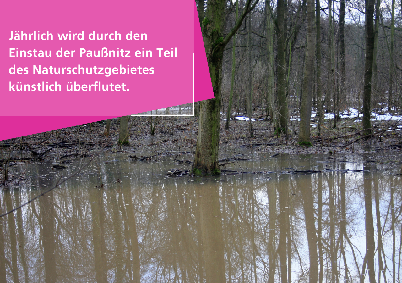 Jährlich wird durch den Einstau der Paußnitz ein Teil des Naturschutzgebietes Elster Pleiße Auwald künstlich überflutet.