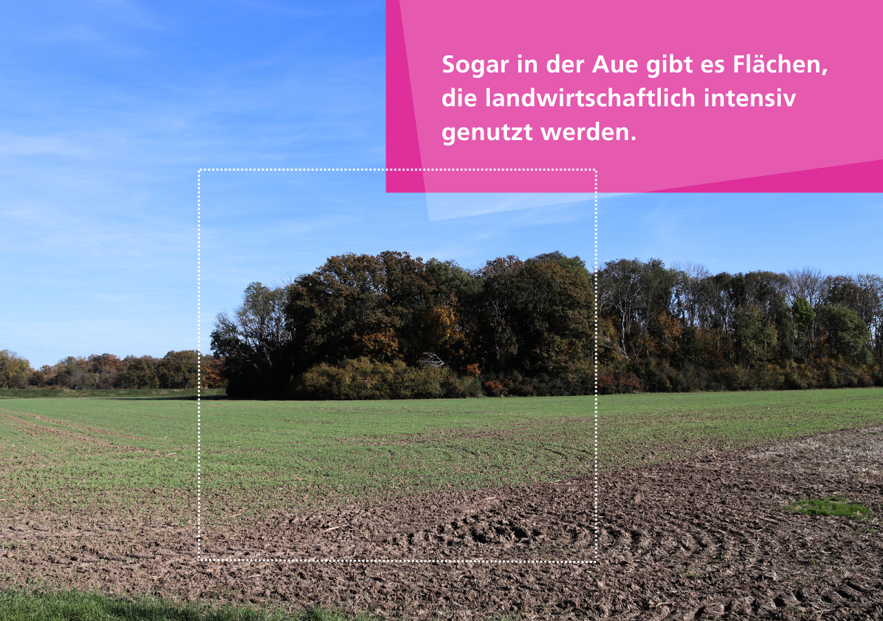 Sogar in der Aue gibt es Flächen, die landwirtschaftlich noch intensiv genutzt werden