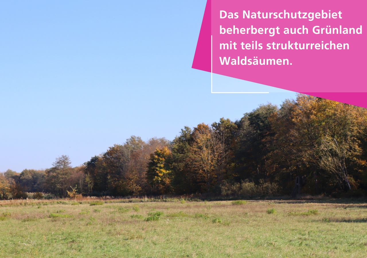 Das Naturschutzgebiet Lehmlache Lauer beherbergt auch Grünland mit teils strukturreichen Waldsäumen.