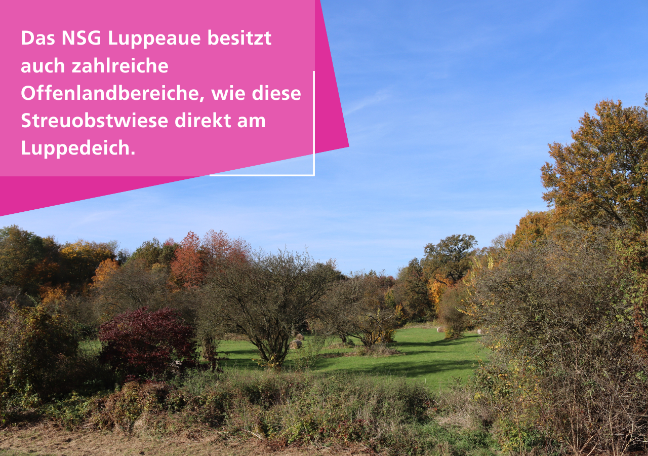 Das NSG Luppeaue besitzt auch zahlreiche Offenlandbereiche, wie diese Streuobstwiese direkt am Luppedeich.